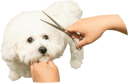 トリミング Cafe De Roro Dog S 枚方くずはのいちご幼稚園 カフェデロロ