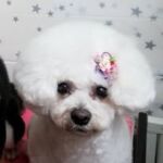Dogs くずは店