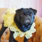 Dogs ねやがわ店