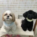 Dogs 住道店